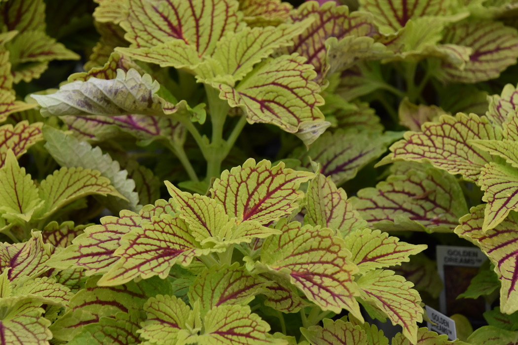 Close-up of chartreuse yellow leaves with maroon veins.